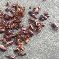 天氣變冷蟑螂都藏到哪去了呢？