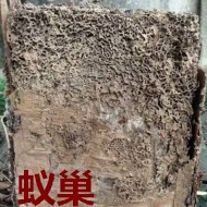 別墅墻體挖出超大白蟻巢！??！